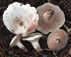 Roosa riisikas Lactarius controversus