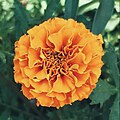 Tagetes erecta