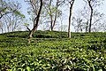 Tea garden at Sripur