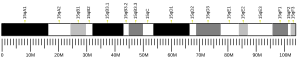 Chromosome 15 (mouse)