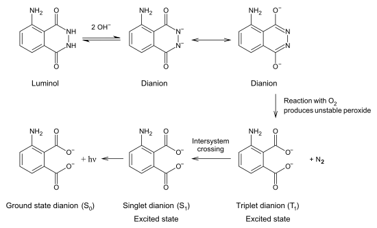 Reactions leading to the chemiluminescence of luminol.