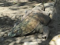 Komodo dragon