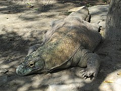 Komodowaran (Varanus komodoensis)