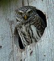 A birdbox made for owls.