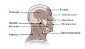 Muscles of head and neck