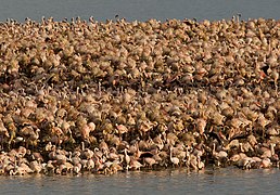 Kleinflaminke op die eiland.