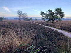 Heathland in the Veluwe forest, Netherlands