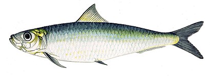 The European pilchard, Sardina pilchardus