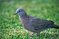 Streptopelia chinensis