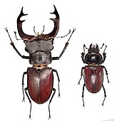 Exemple de dimorfisme sexuau important en una espècia d'insècte (Lucanus cervus)