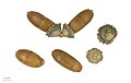 Seeds