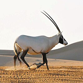 Arabische oryx