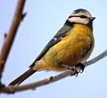 Blue tit