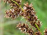 Pluimzegge (Carex paniculata)