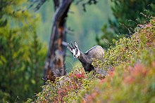 Gämse im Naturschutzgebiet Aletschwald (Schweiz)