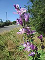 Mets-kassinaeris (Malva sylvestris)