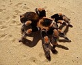 Tarantula, Brachypelma smithi; subordo Mygalomorphae