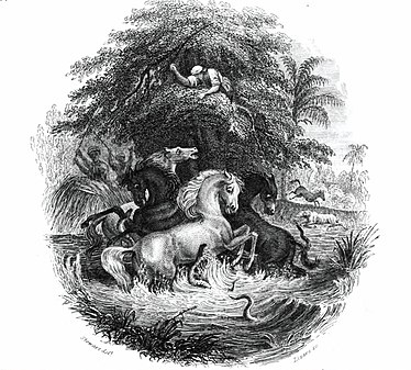 Engraving of hunting electric eels using horses