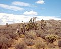 Image 2Joshua trees, yuccas, and cholla cactus occupy the far southwest corner of the state in the Mojave Desert (from Utah)