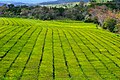 Tee-Plantagen in der Nähe von Virasoro