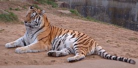 En sibirisk tiger fra Tulsa Zoo i Oklahoma.