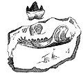 Image 12Illustration of the fossil jaw of the Stonesfield mammal from Gideon Mantell's 1848 Wonders of Geology (from History of paleontology)