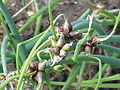 Allium fistulosum