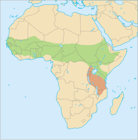   Phạm vi phân bố của Galago senegalensis   Phạm vi có thể hay ghi nhận tình cờ