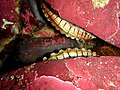 Two specimens of Haliotis rubra visible through a gap between two boulders