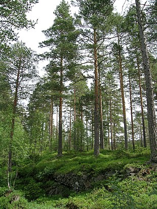 Skovfyr beskovning i Norge.