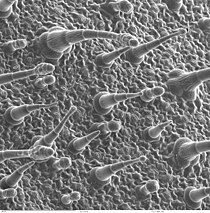 elektronenmicroscopisch aanzicht van het bladoppervlak van siertabak, met haren en huidmondjes