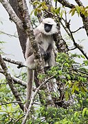 Gray monkey