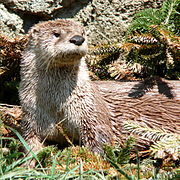 Brown mustelid in grass