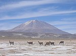 Llamas el Salar