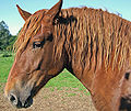 Image 12The pinna of a horse's ears can rotate in any direction to pick up sounds (from Equine anatomy)