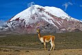 20. Vikunya. Háttérben a Chimborazo, Ecuador. (javítás)/(csere)