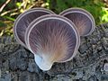 Lentinus strigosus