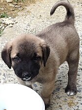 Anak anjing Kangal yang makan yogurt