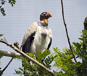 Urubu-rei no Zoológico de Londres, na Inglaterra