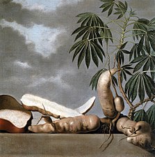 Nature morte avec manioc.