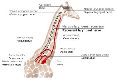 Figura 2f: Percorrido do nervio larínxeo recorente en xirafas. O nervio larínxeo é compensado con subseguintes arranxos por selección natural.