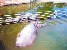 Ippopotami in cattività (Zoo safari)