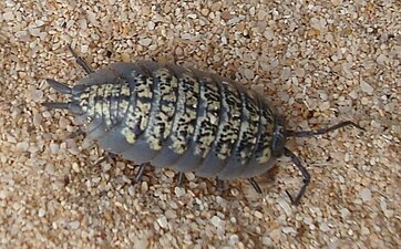 Endemische Landassel Porcellio spinipes