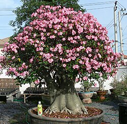 Adenium arabicum