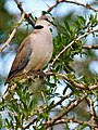 Streptopelia capicola