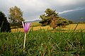 Colchicum autumnale in Valrmorel.