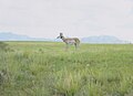 Antilocapra americana (Pronghorn) dans la Cienega Valley, Arizona (2014) ;