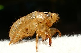 Larvenhaut der Singzikade Lyristes plebejus