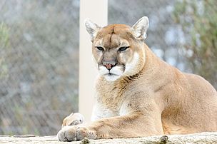 A Puma