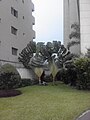 Ravenalas growing between two buildings in Kinshasa, Democratic Republic of Congo. The plane (here perpendicular to the north–south axis) of these two plants is orientated to maximize daylight absorption